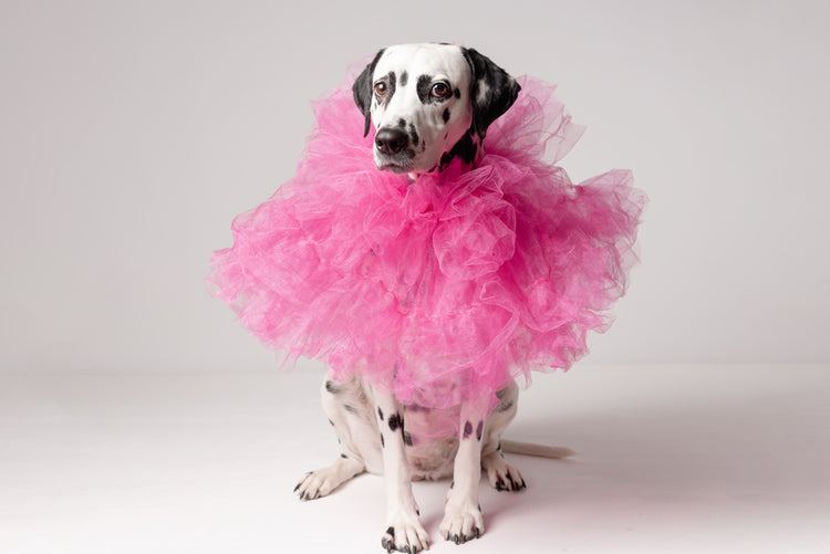 Pet Tutu